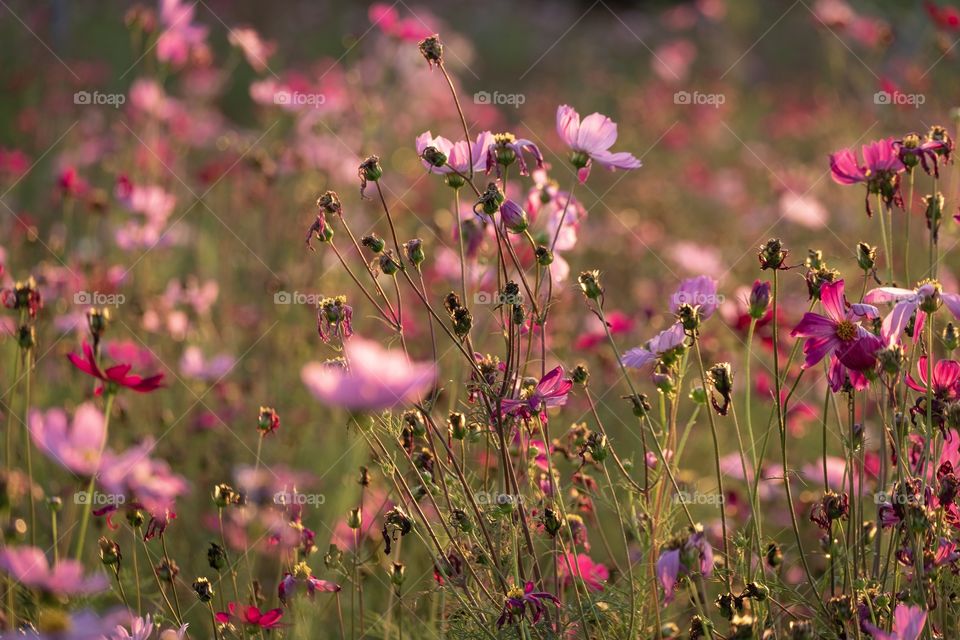 Cosmos flowers field