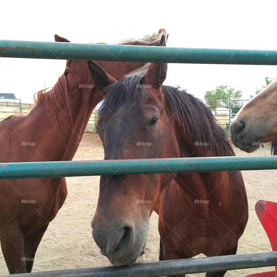 Two horses in corral Quarter horse and Palermo 