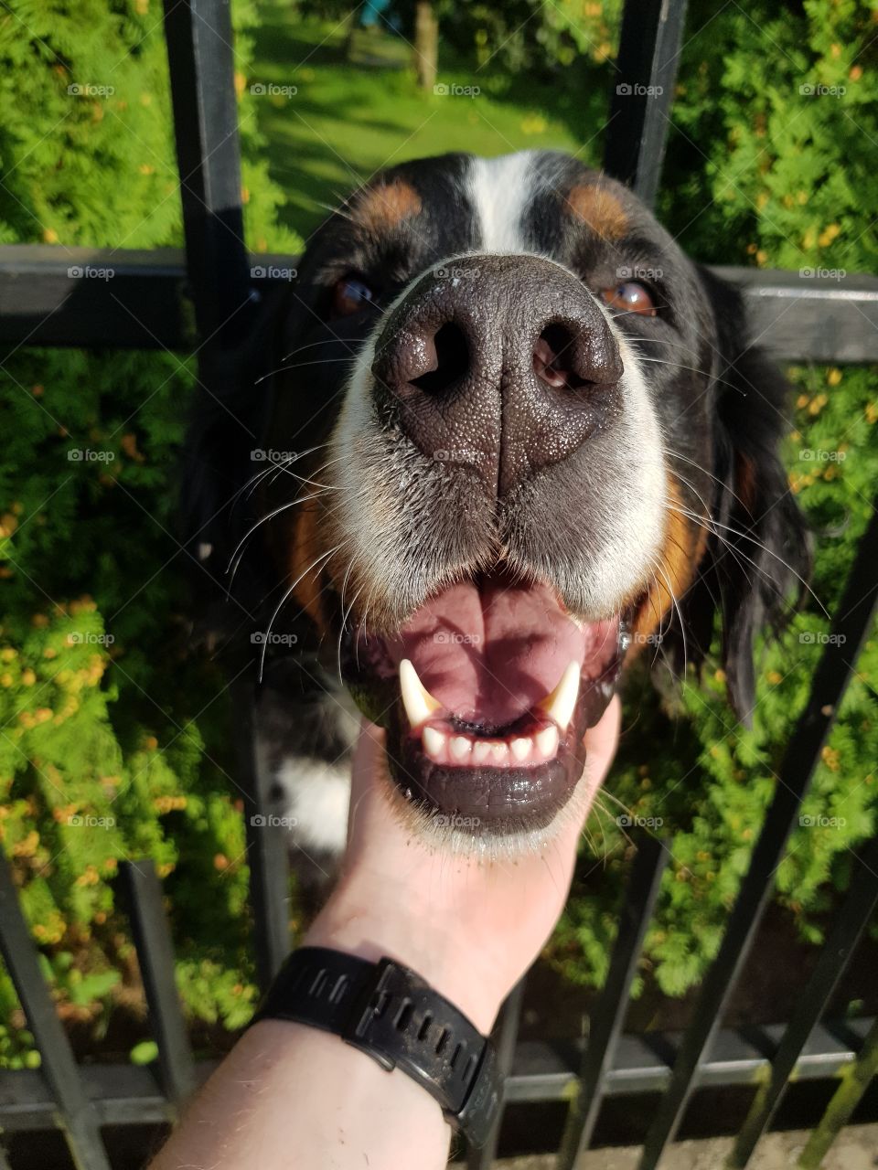 My morning routine is to pet this beautiful dog before the work day.