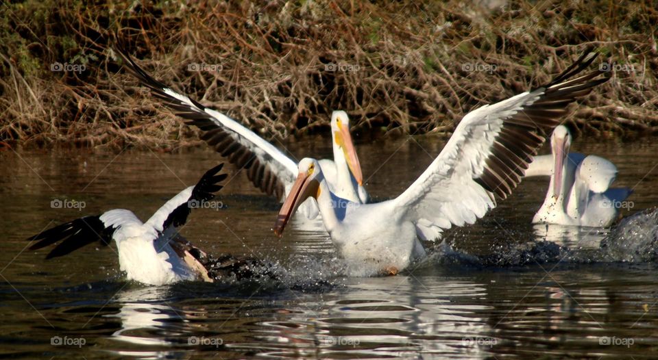 Pelicans Attacking Cormorant with Fish