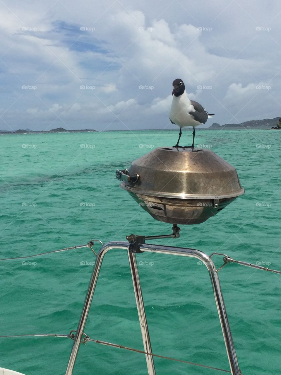 Seagull sitting on top of BBQ grill on a sailboat in the Grenadines with calm turquoise water