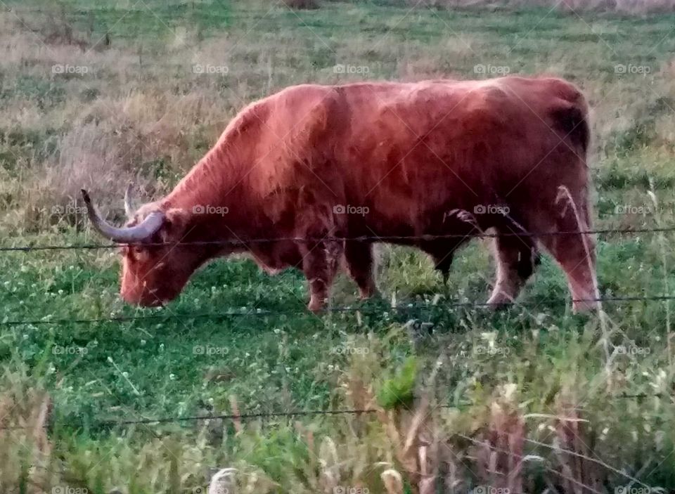 Driving the Back Roads and enjoying everything around us. This is a large long horn bull.