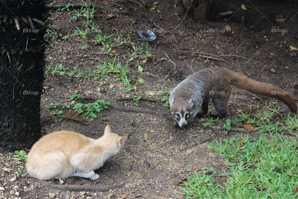 Wild cat and Coati 