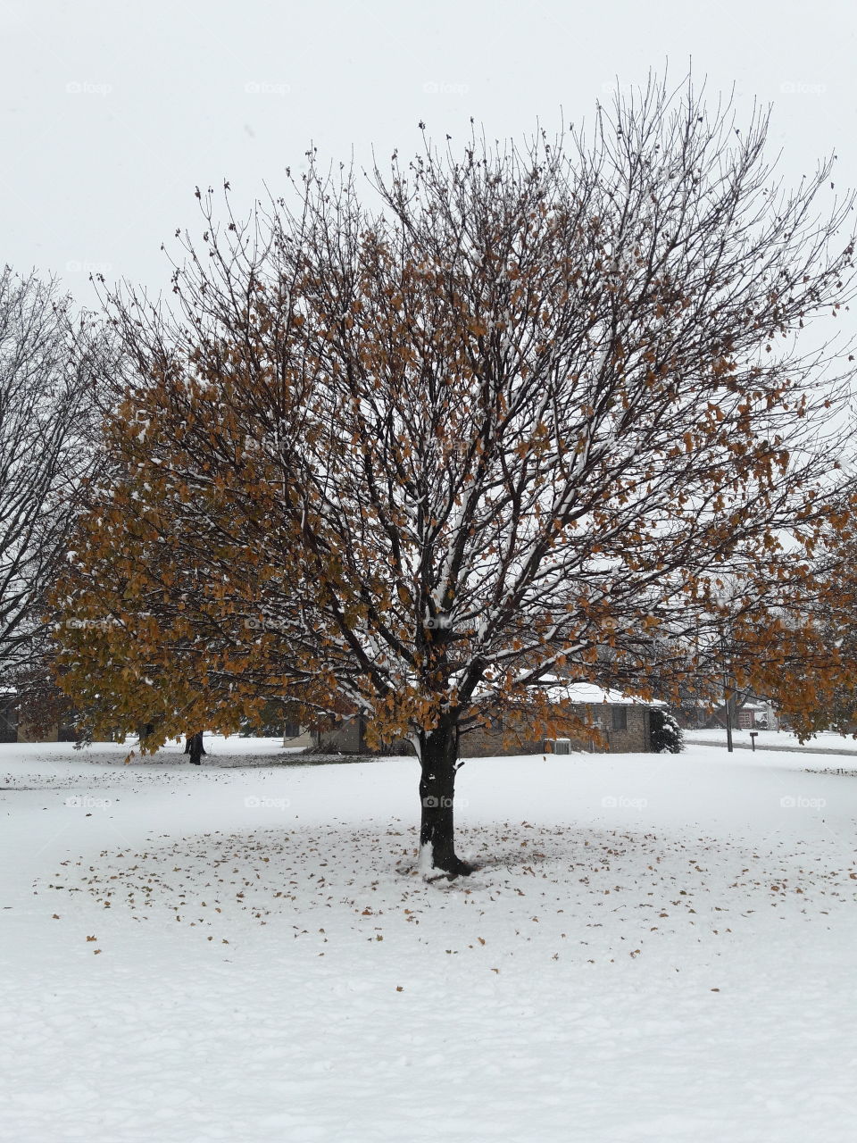 View of tree in winter day
