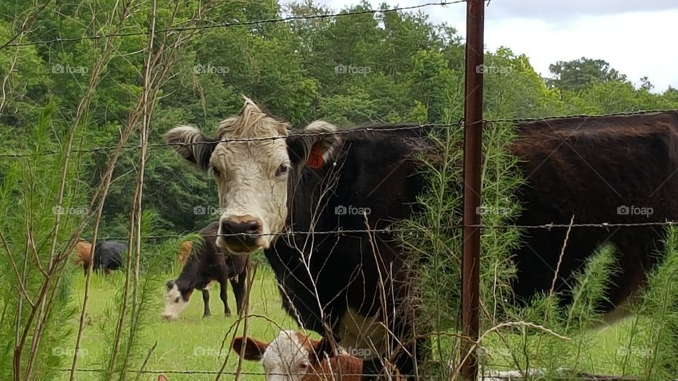 Mohawk cow