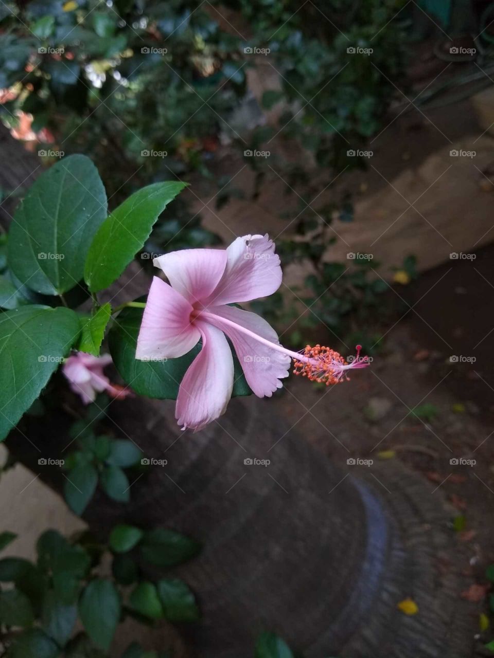 Hibiscus flower 
light pink color
beautiful flower