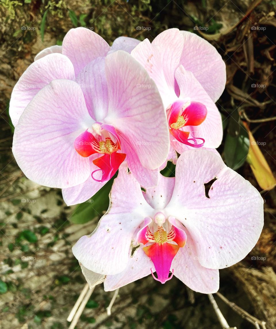 🇺🇸 Wonderful orchids from grandma Lalá.  Are we already in spring?  What a beauty of flowers!  Always charming, and cared for with affection / 🇧🇷 Orquídeas maravilhosas da vovó Lalá. Já estamos na primavera? Que beleza de flores! Sempre encantadoras.