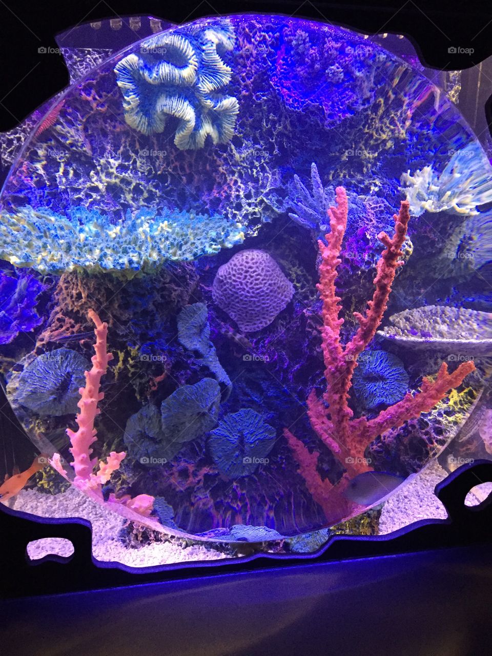 Bubble Reef