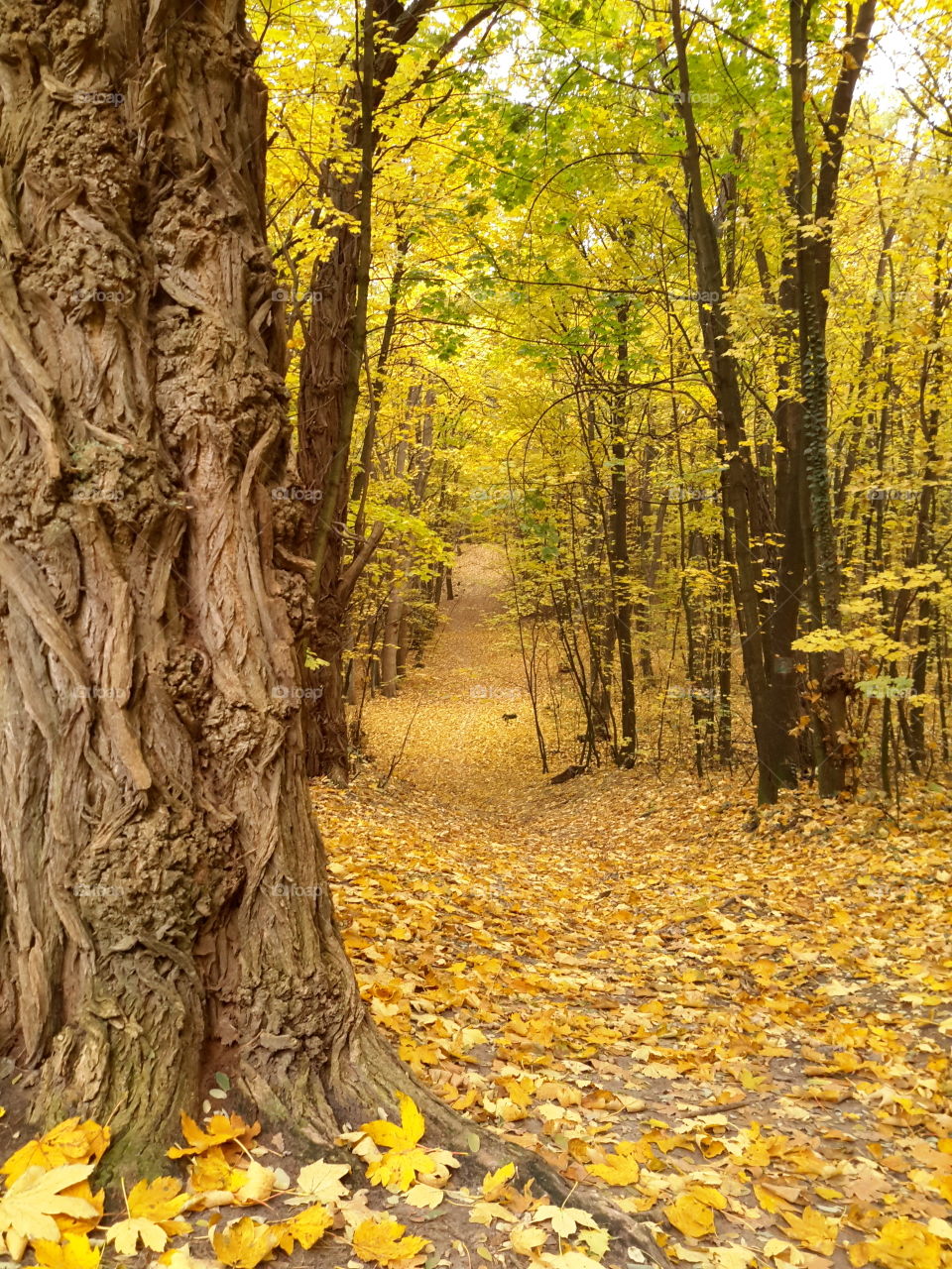 Autumn in Zielona Góra, Poland