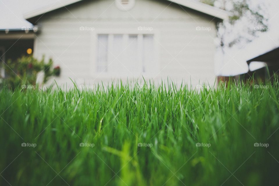 Who says grass can't be green in AZ?