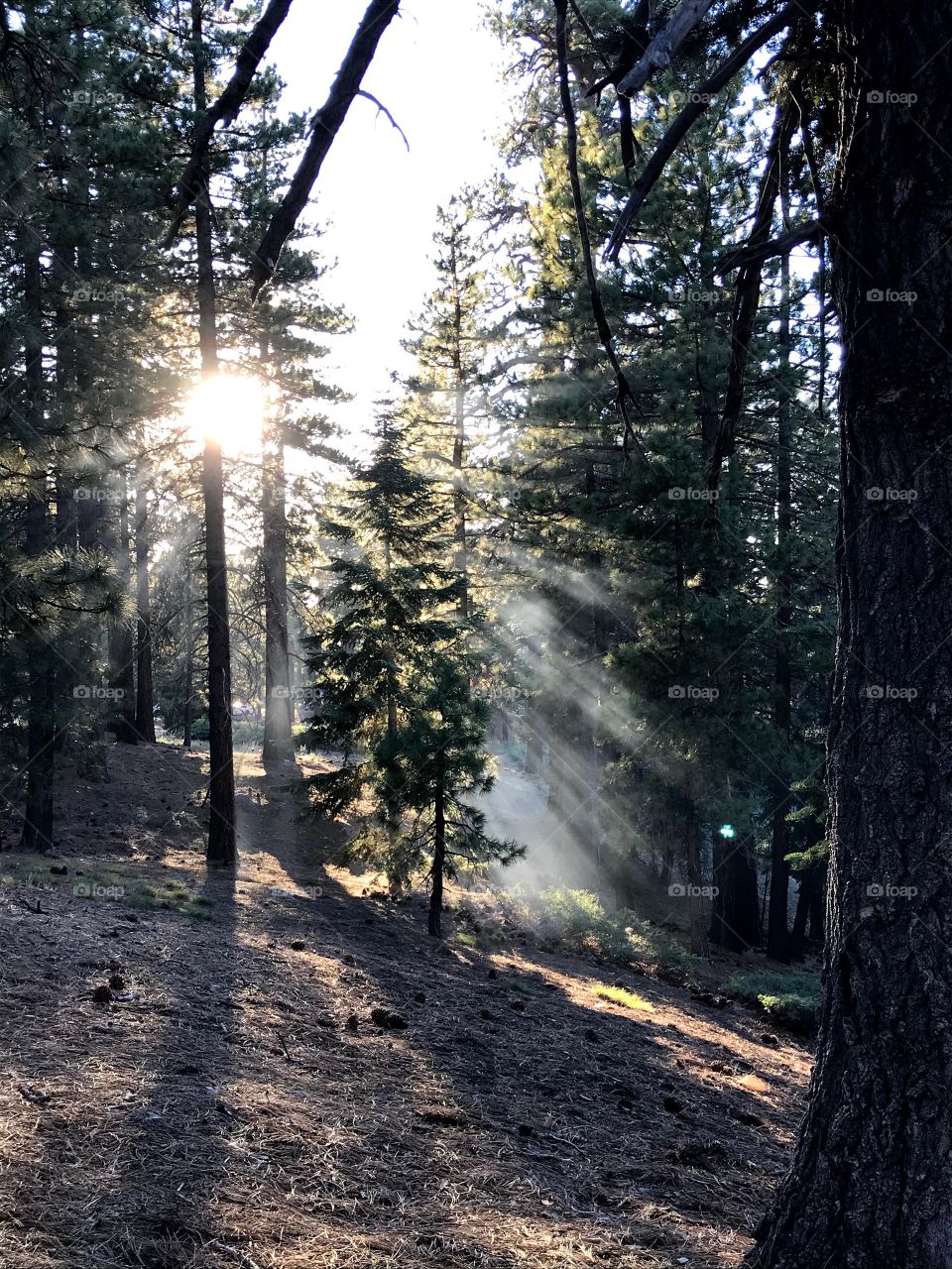 Forest filtered sun rays 