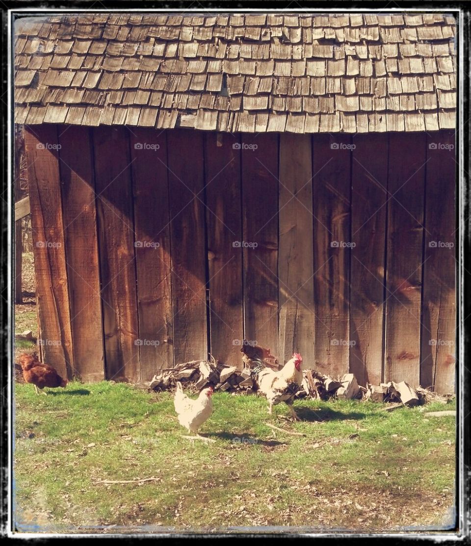 Chickens at the Farm