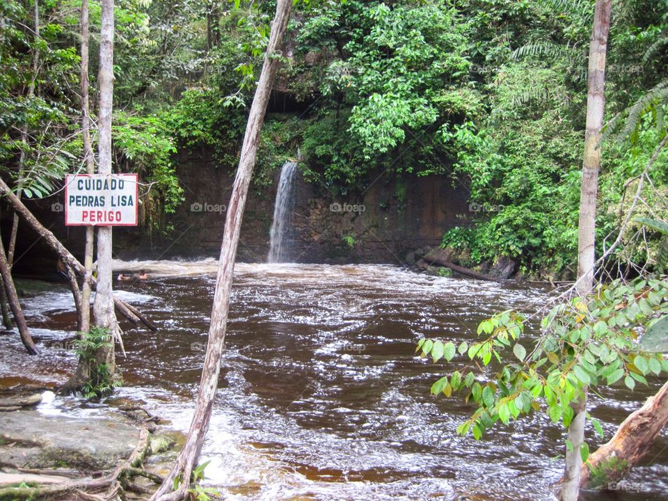 The amazon jungle 