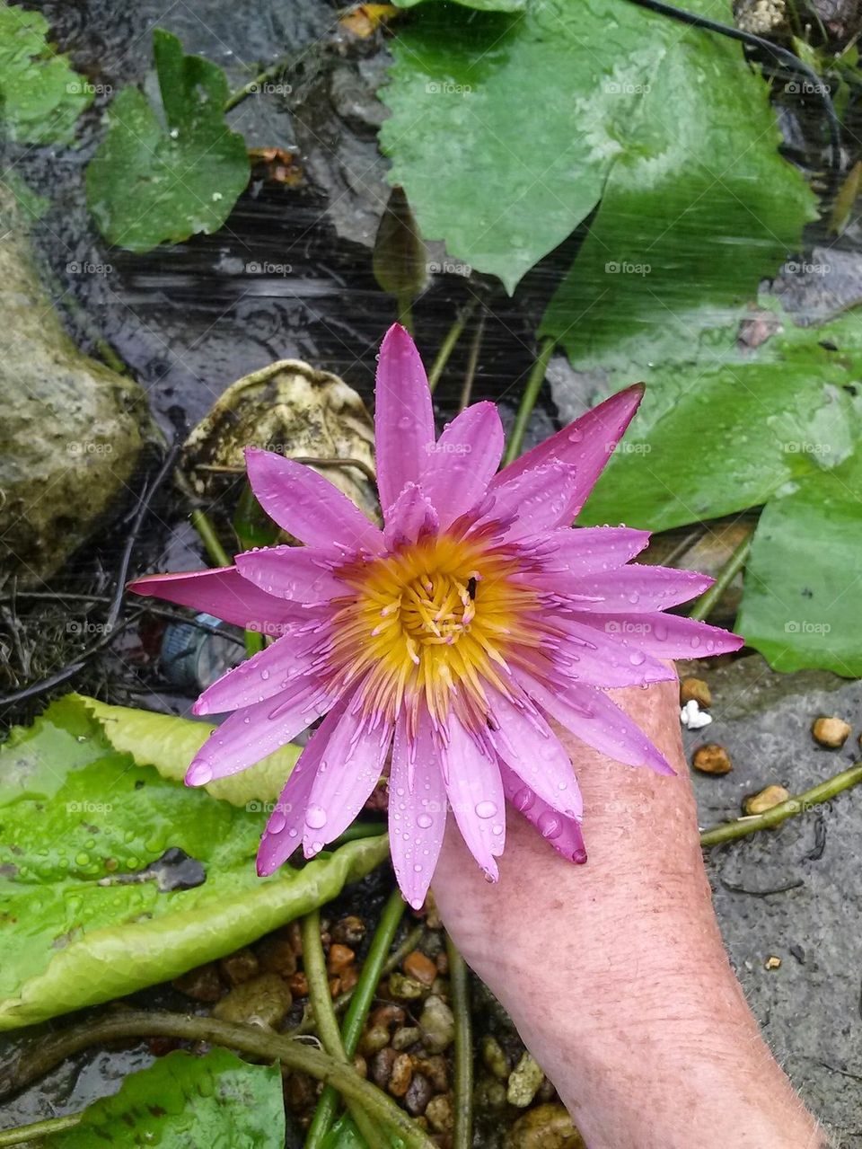 purple water lily 