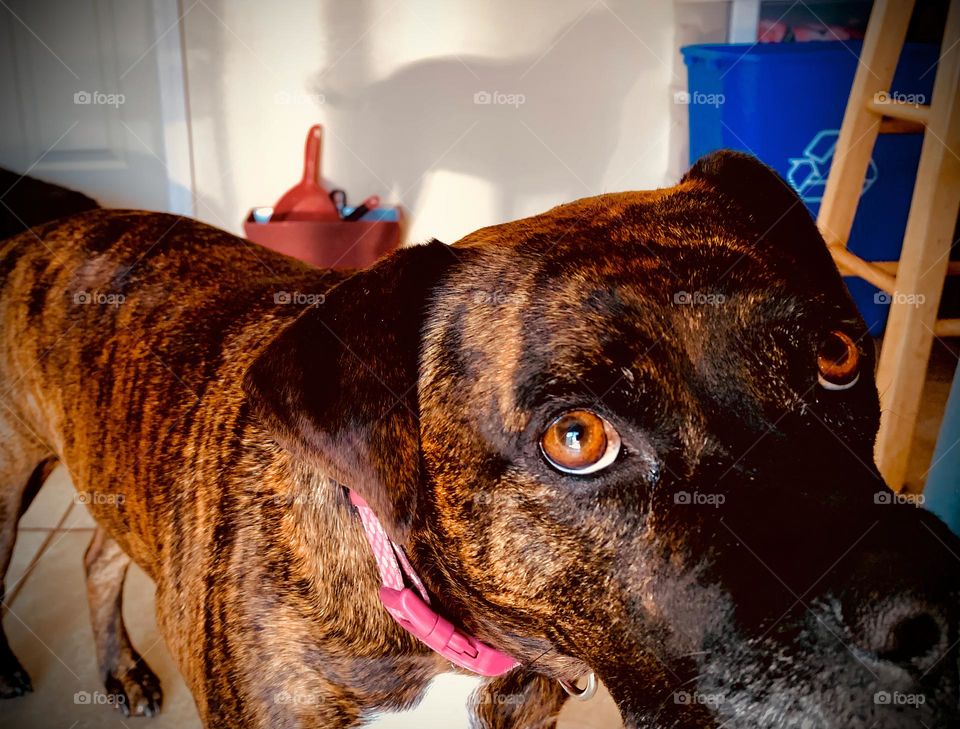 Cute Dog With Her Shadow On The Wall From The French Door Sunset Light Looking At Us With Cute Eyes.