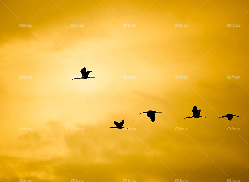 Bird photography - Crane pack - Flying towards hunting ground