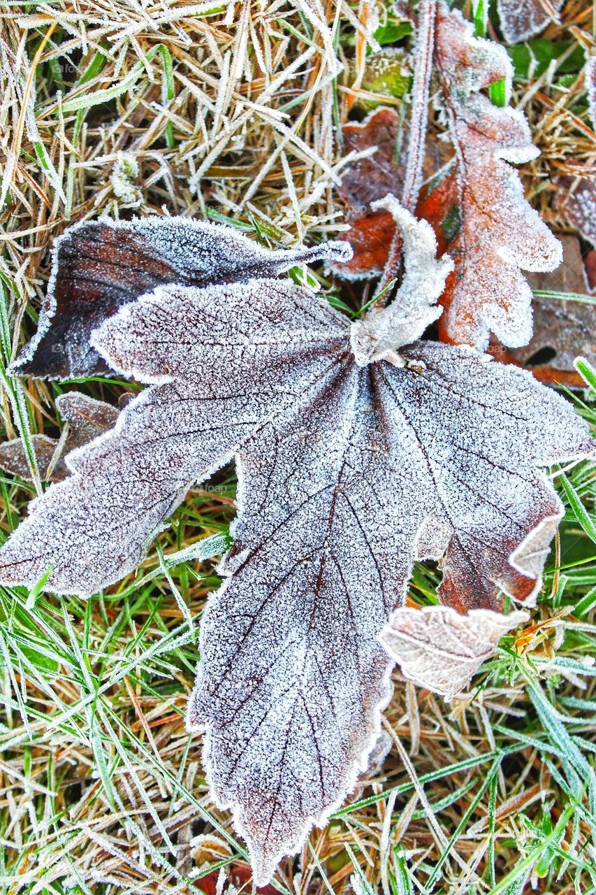 Macro close-up of a selection of frost dusted dried autumnal leaves on a bed of orange, yellow and green grass stems