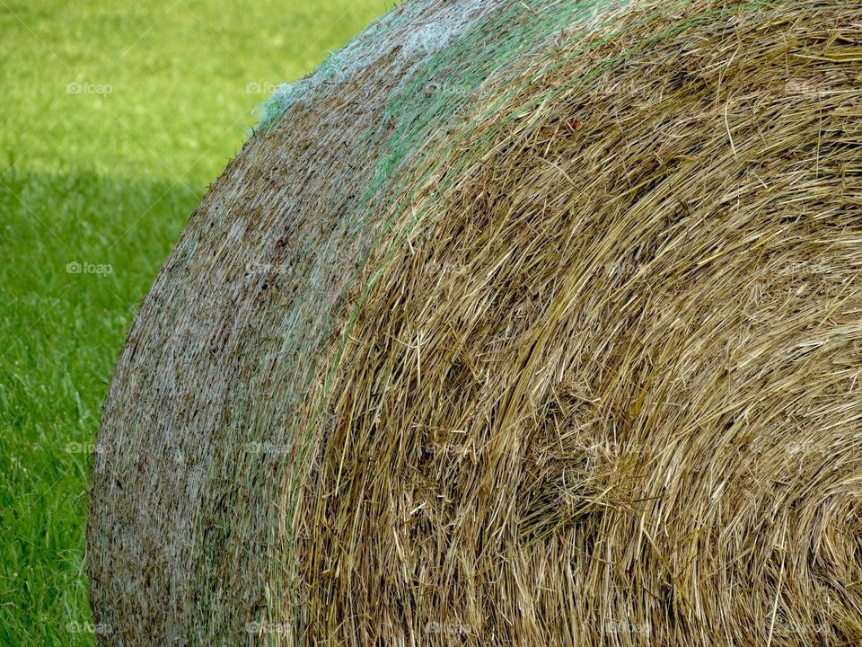 Hay