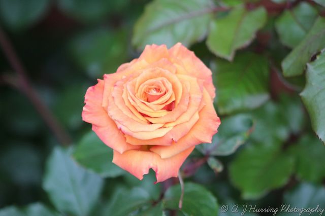 rose