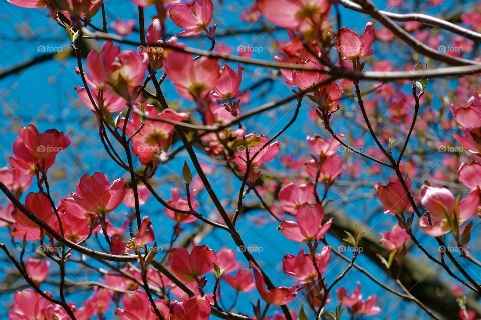 Pink flowers 