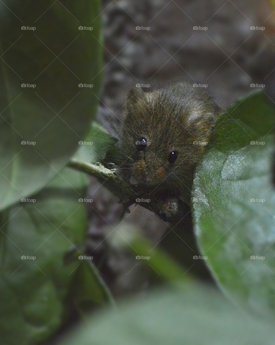 Rodent, Nature, Mammal, No Person, Wildlife