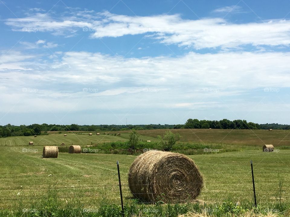 Country Fields