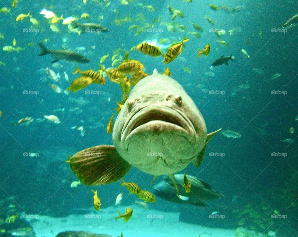 Big swimming grouper 