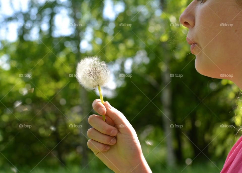 fluffy dandelion flower in the hand girl summer time