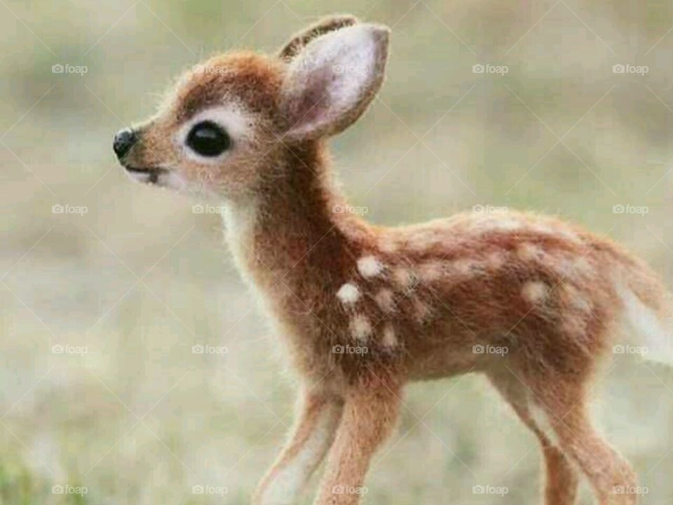 Real small baby deer.... In zoo... Cut💖