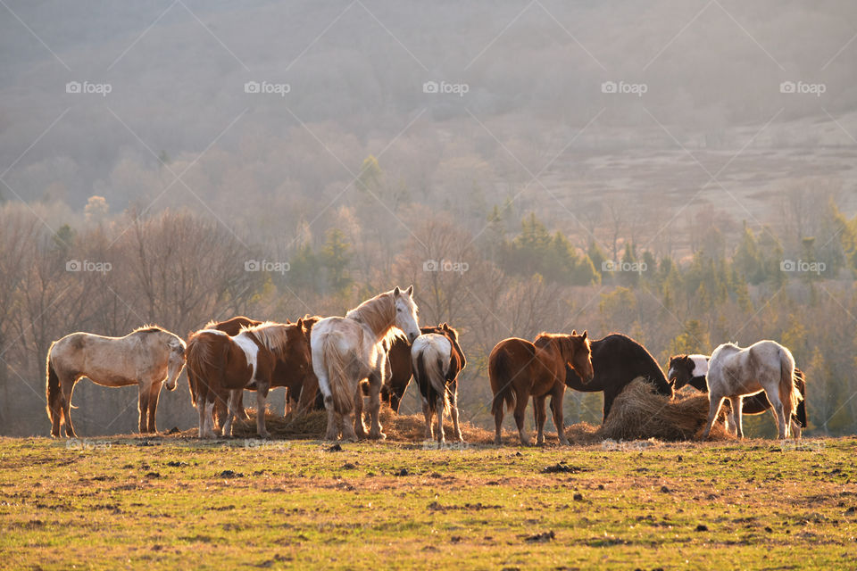 Horses eating hay bale in field, pasture, dawn sunrise morning light, rural scene, room for text