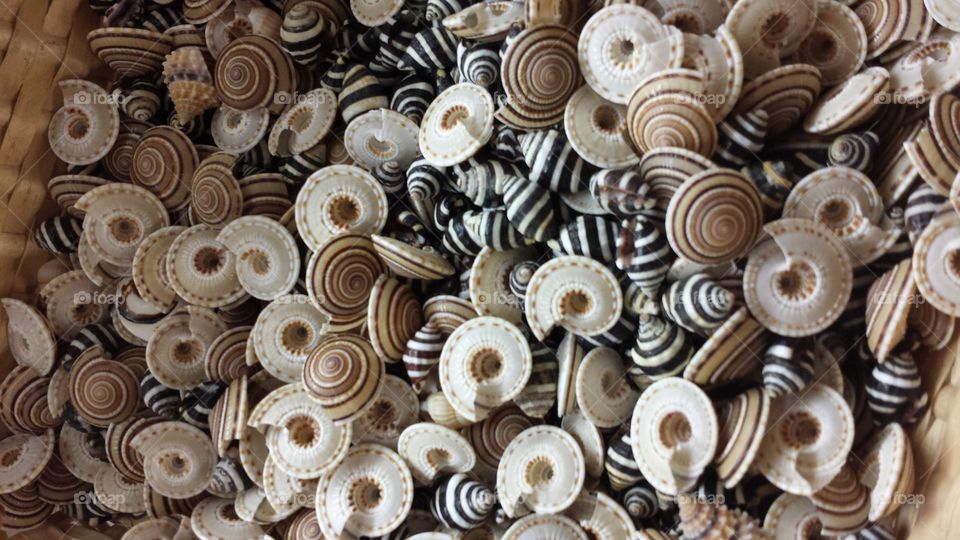 Bodega Bay Seashells