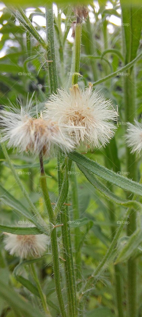 Dandelion falling free