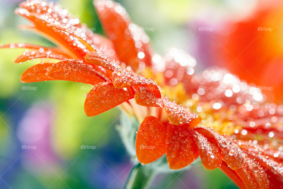 Water drop on fresh flower
