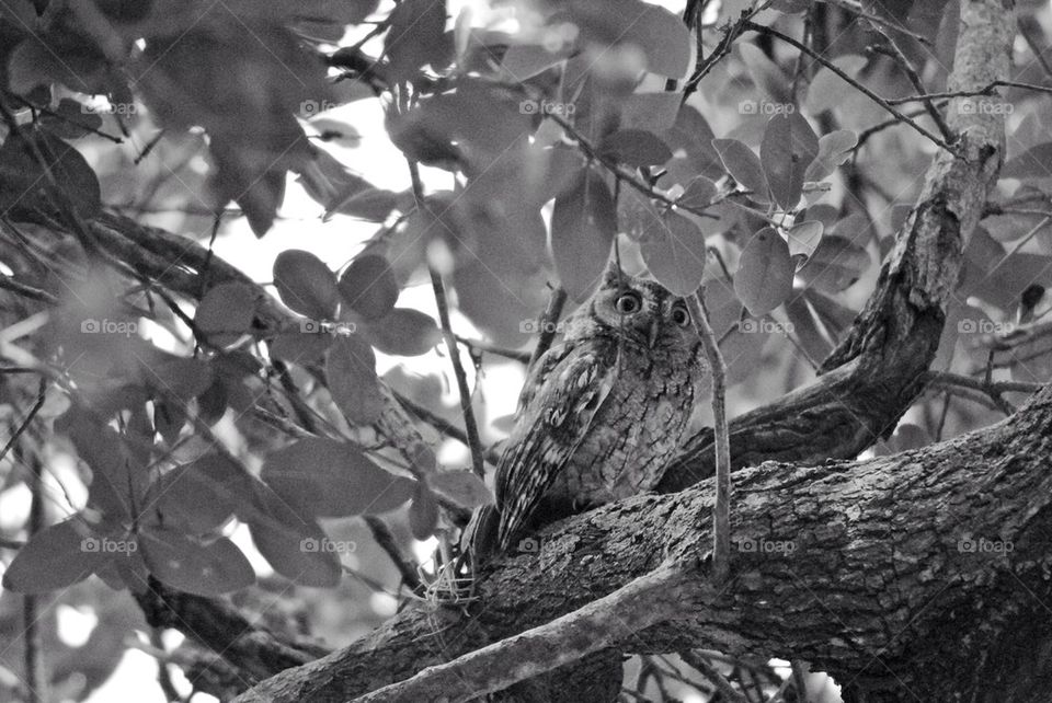 Eastern screech owl