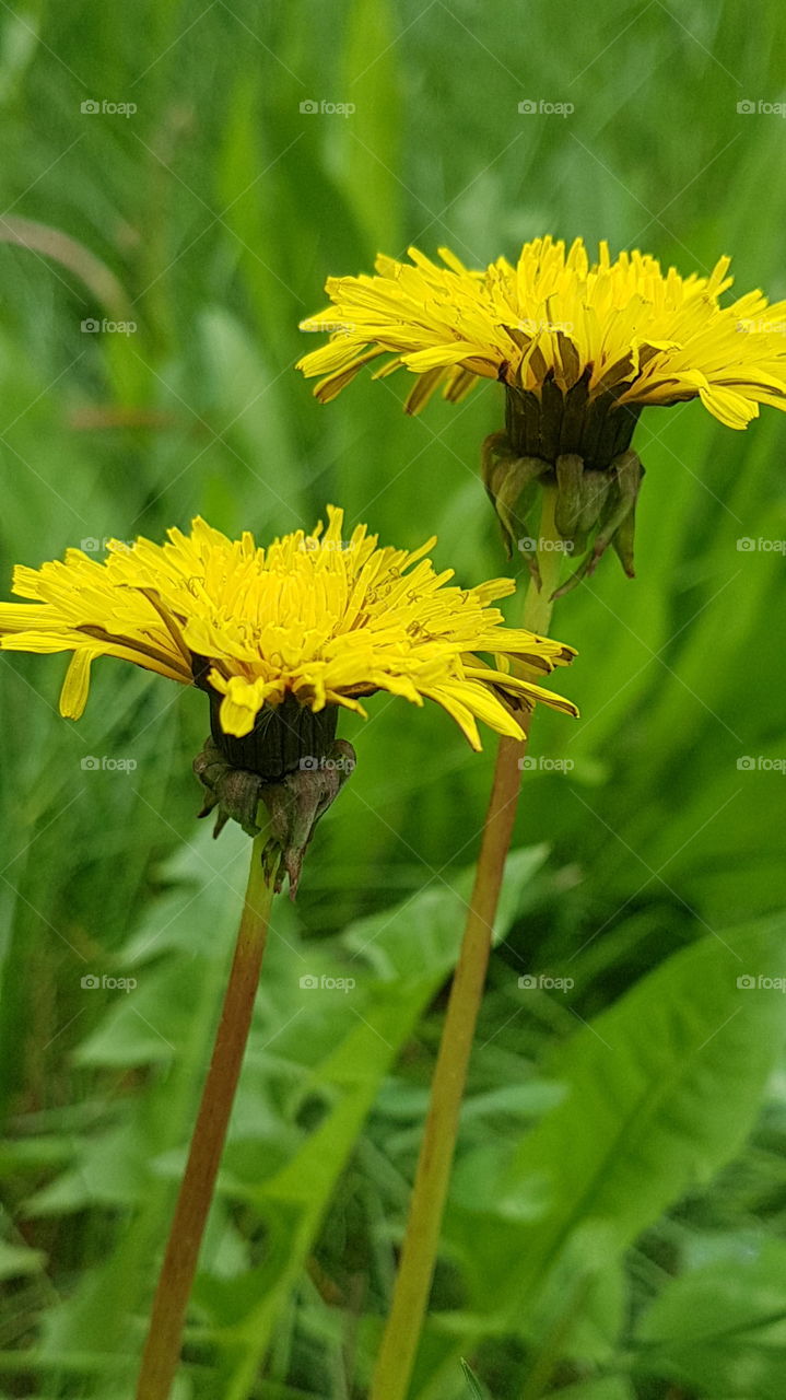 yellow dandelion bright couple