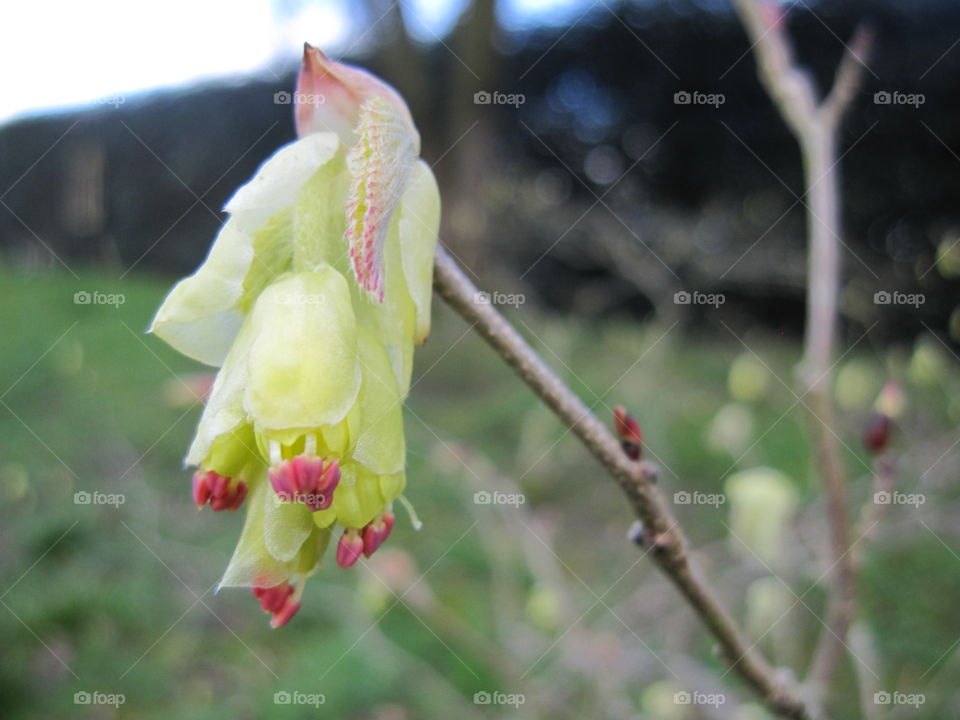 Flower, Nature, No Person, Leaf, Outdoors