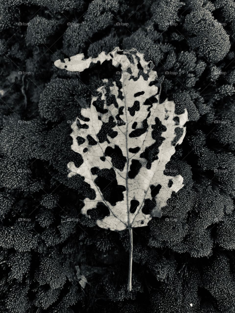 tree leaf eaten by insects fallen on moss, black and white, natural, life cycle, decomposition, nature,