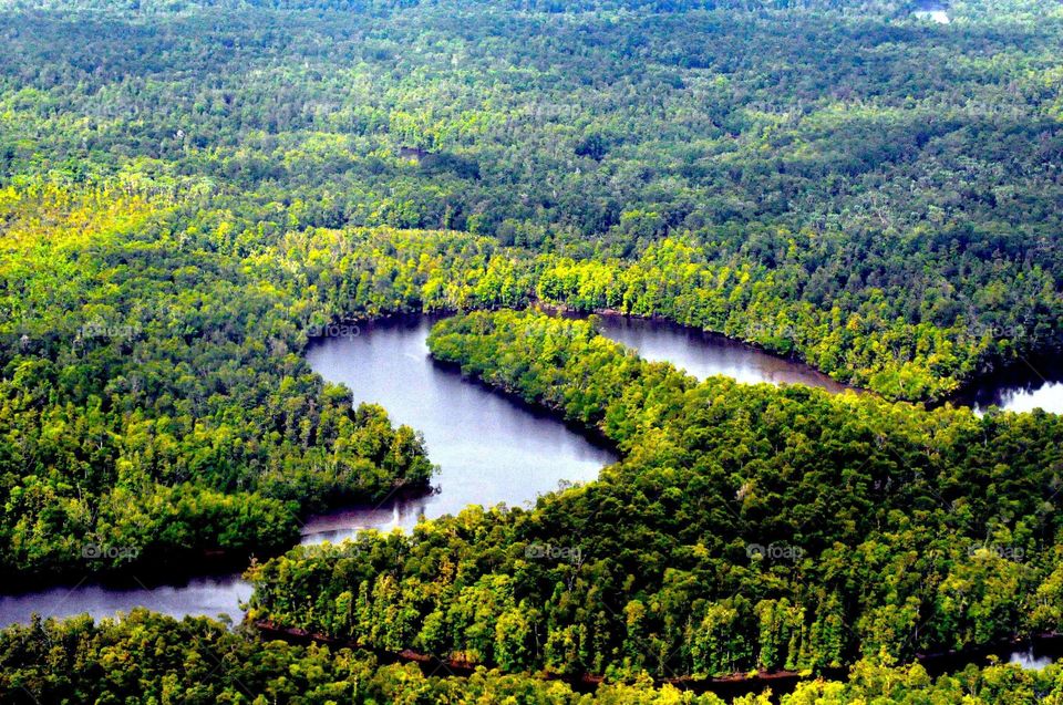 --From the plane window: River and forest....