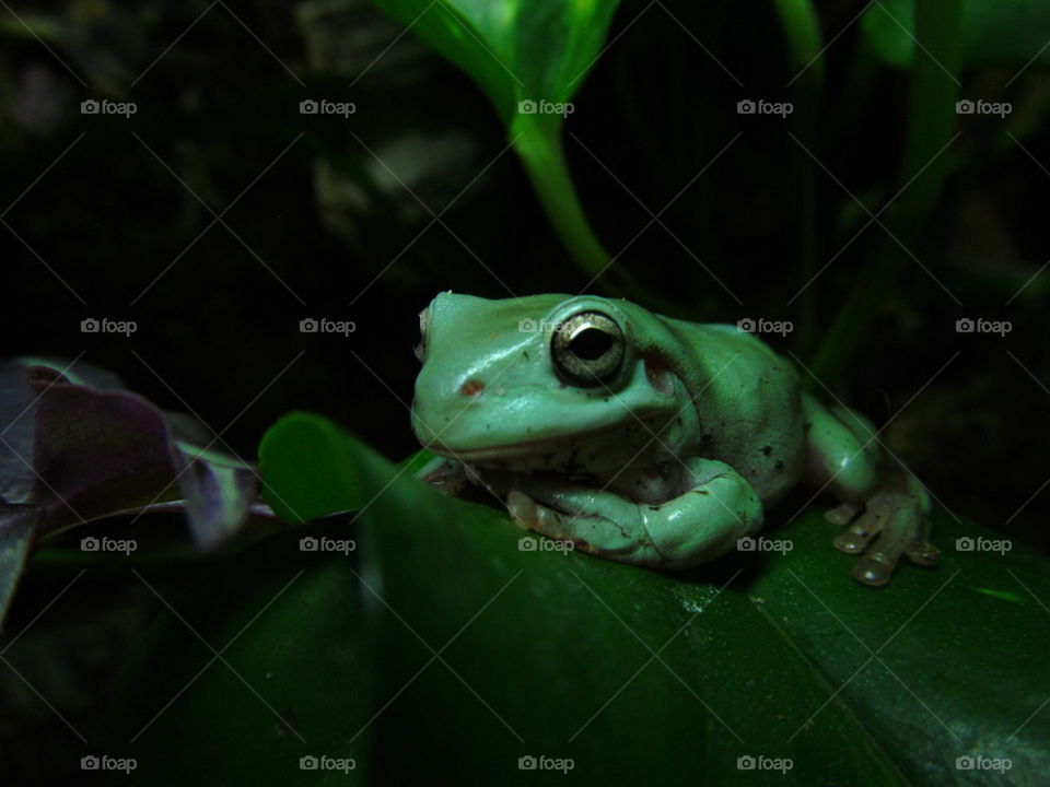 cute Green Frog