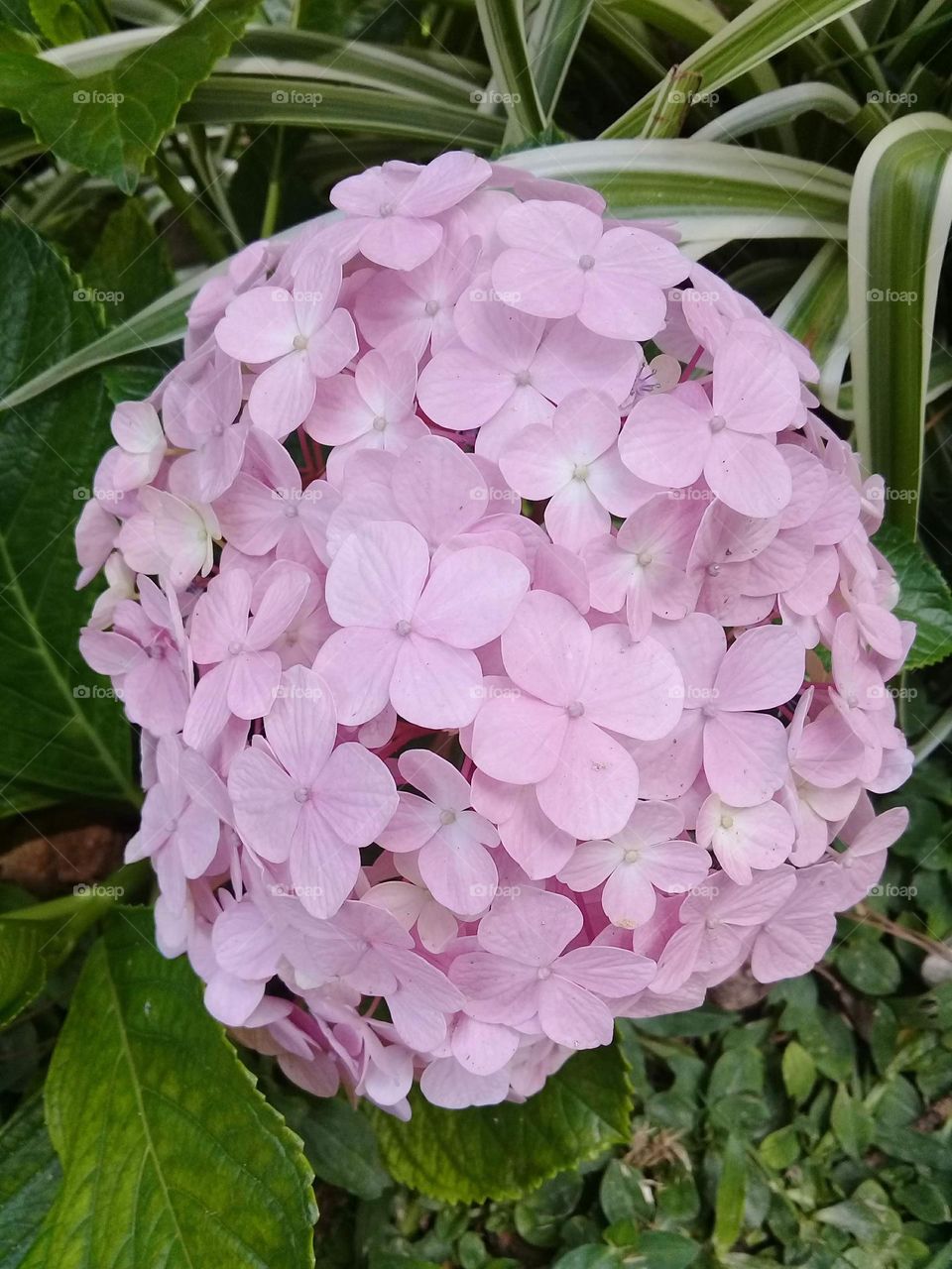 🌹 🇺🇸 Very beautiful flowers to brighten our day.  Live nature and its beauty. Did you like the delicate petals? / 🇧🇷 Flores muito bonitas para alegrar nosso dia. Viva a natureza e sua beleza. Gostaram das pétalas delicadas? 