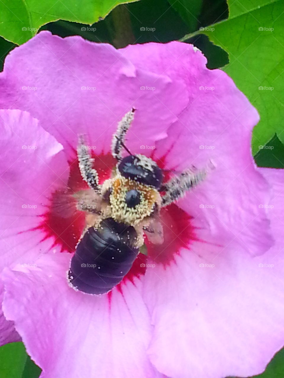 Flying Bee in a Flower