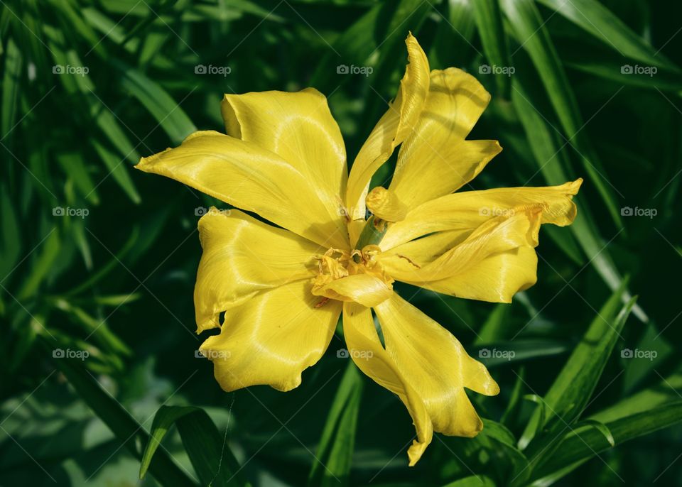 Yellow garden flower 