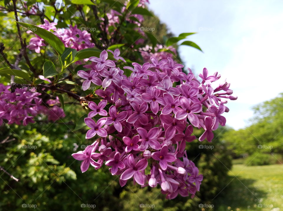 blossoming lilac