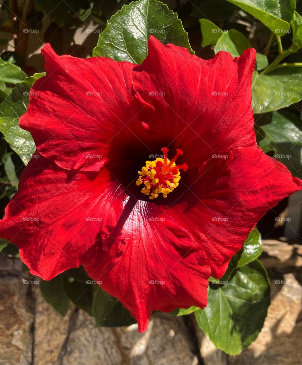 🌹 🇺🇸 Very beautiful flowers to brighten our day.  Live nature and its beauty. Did you like the delicate petals? / 🇧🇷 Flores muito bonitas para alegrar nosso dia. Viva a natureza e sua beleza. Gostaram das pétalas delicadas? 
