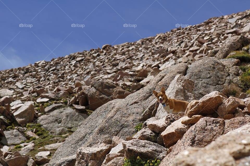 Corgi on Pikes Peak