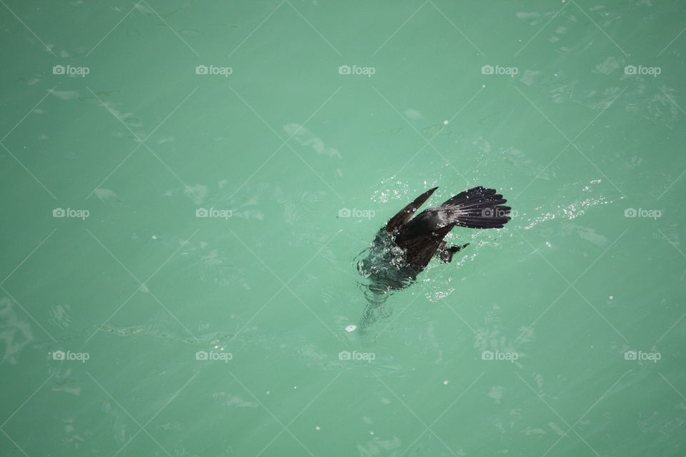 Water, Underwater, Swimming, Fish, No Person