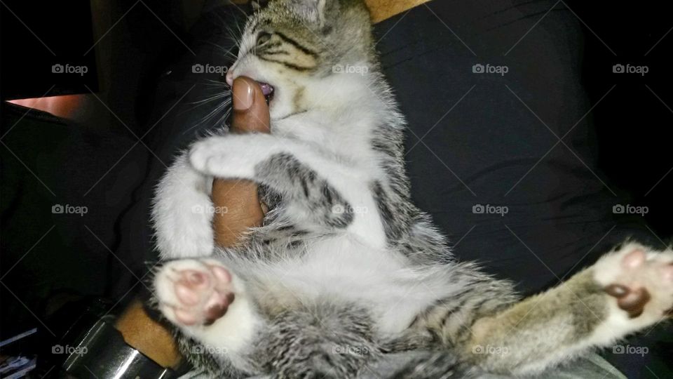 The cutest pets in the world