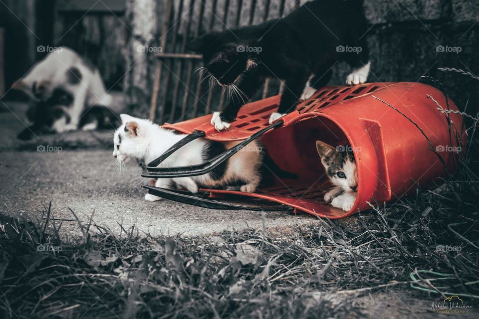 Cats in the bag