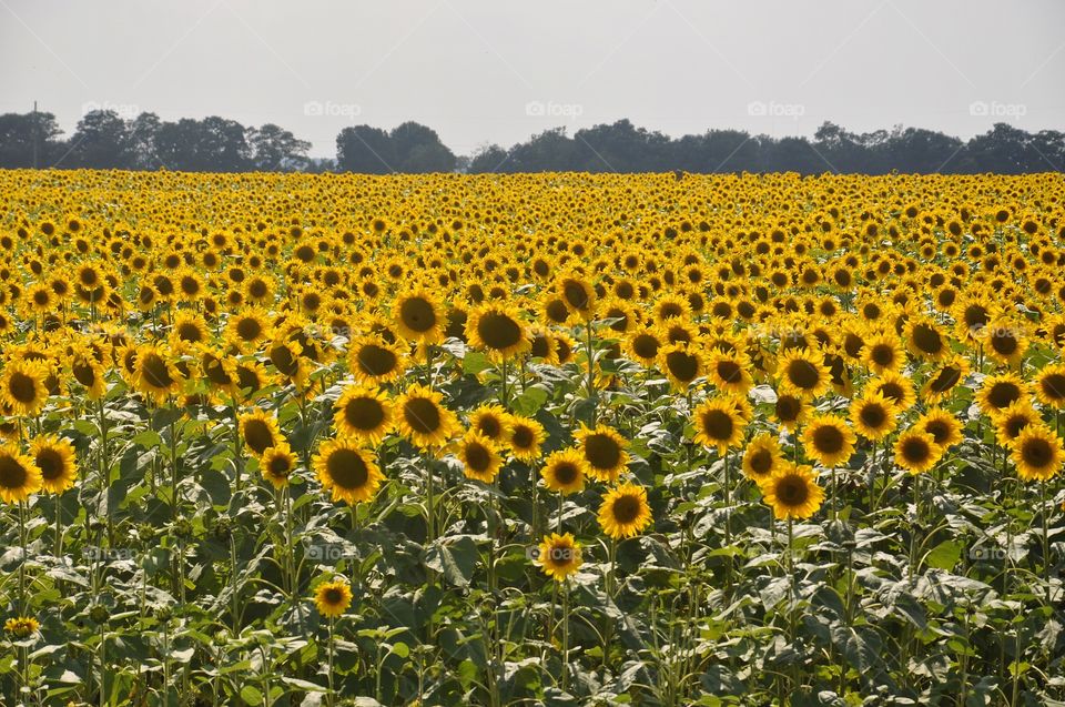 bright sunflower field