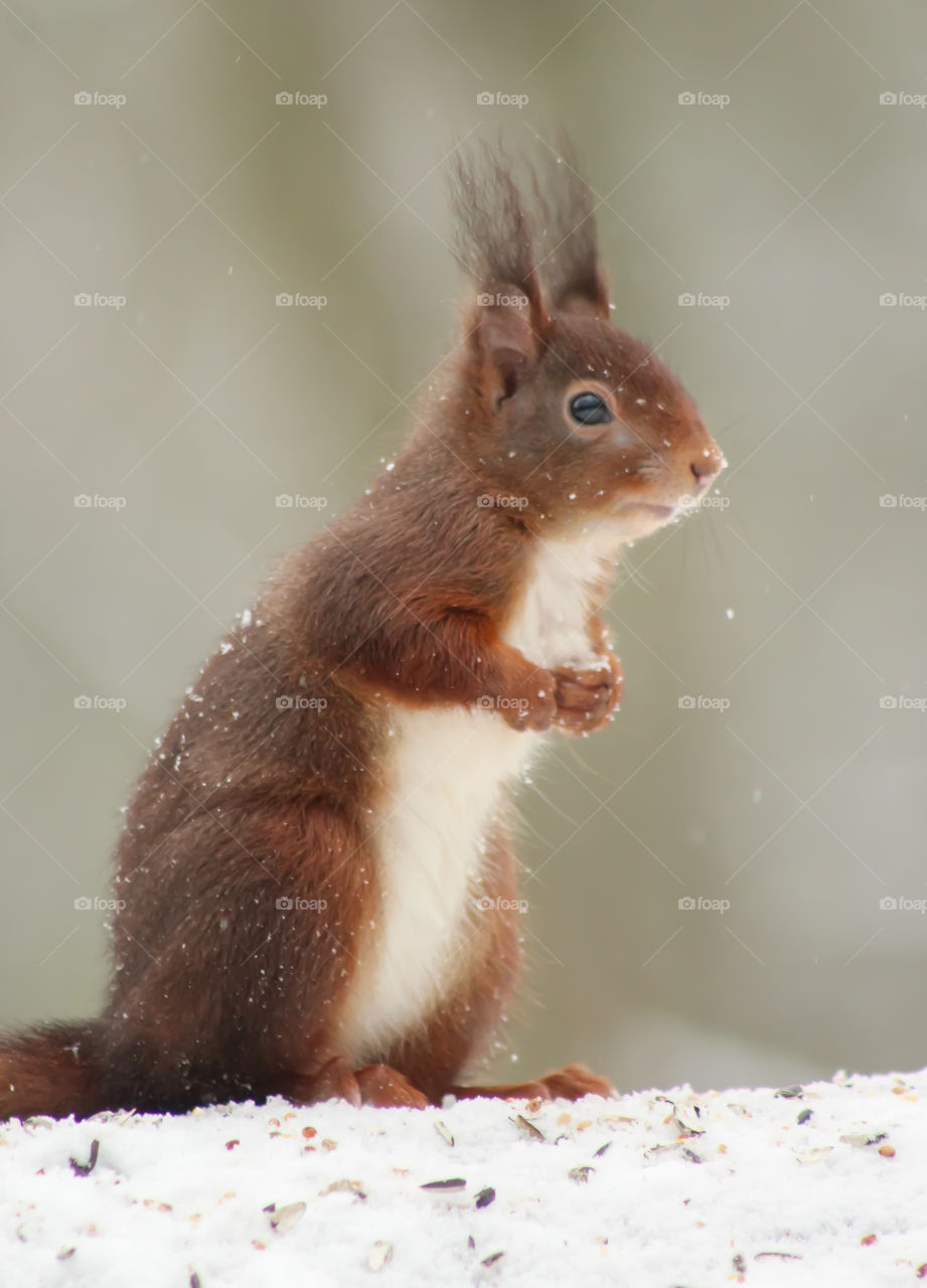 Squirrel standing in snow